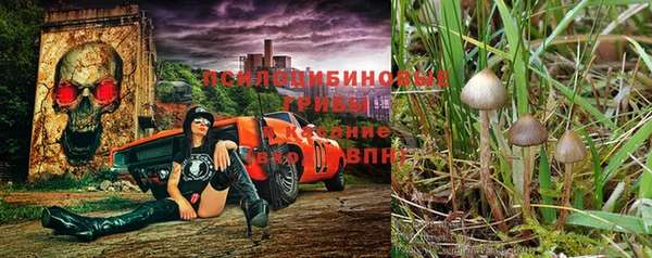 сатива Россошь